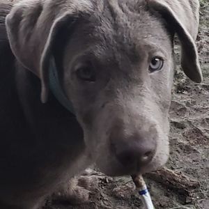 Meet your Posher, Nikki